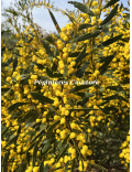 Acacia wilhelmiana