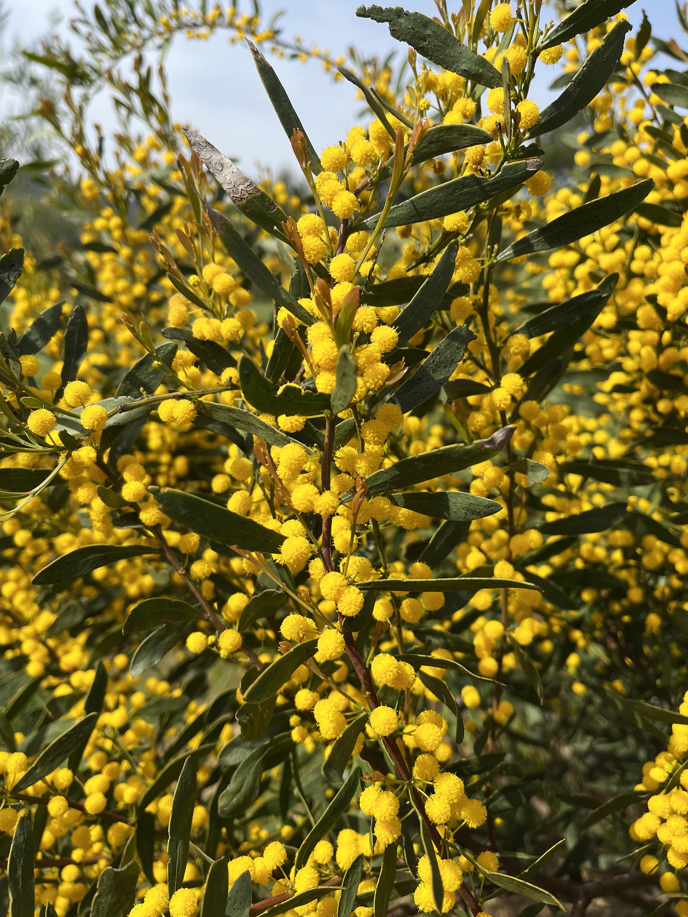 Acacia wilhelmiana