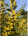 Acacia wilhelmiana
