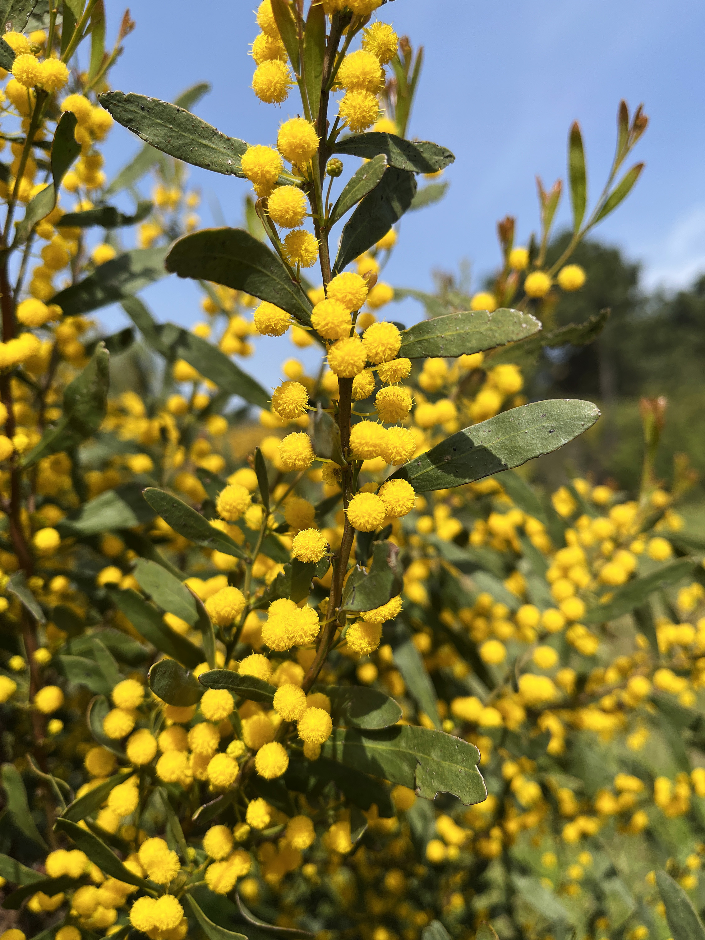 Acacia wilhelmiana
