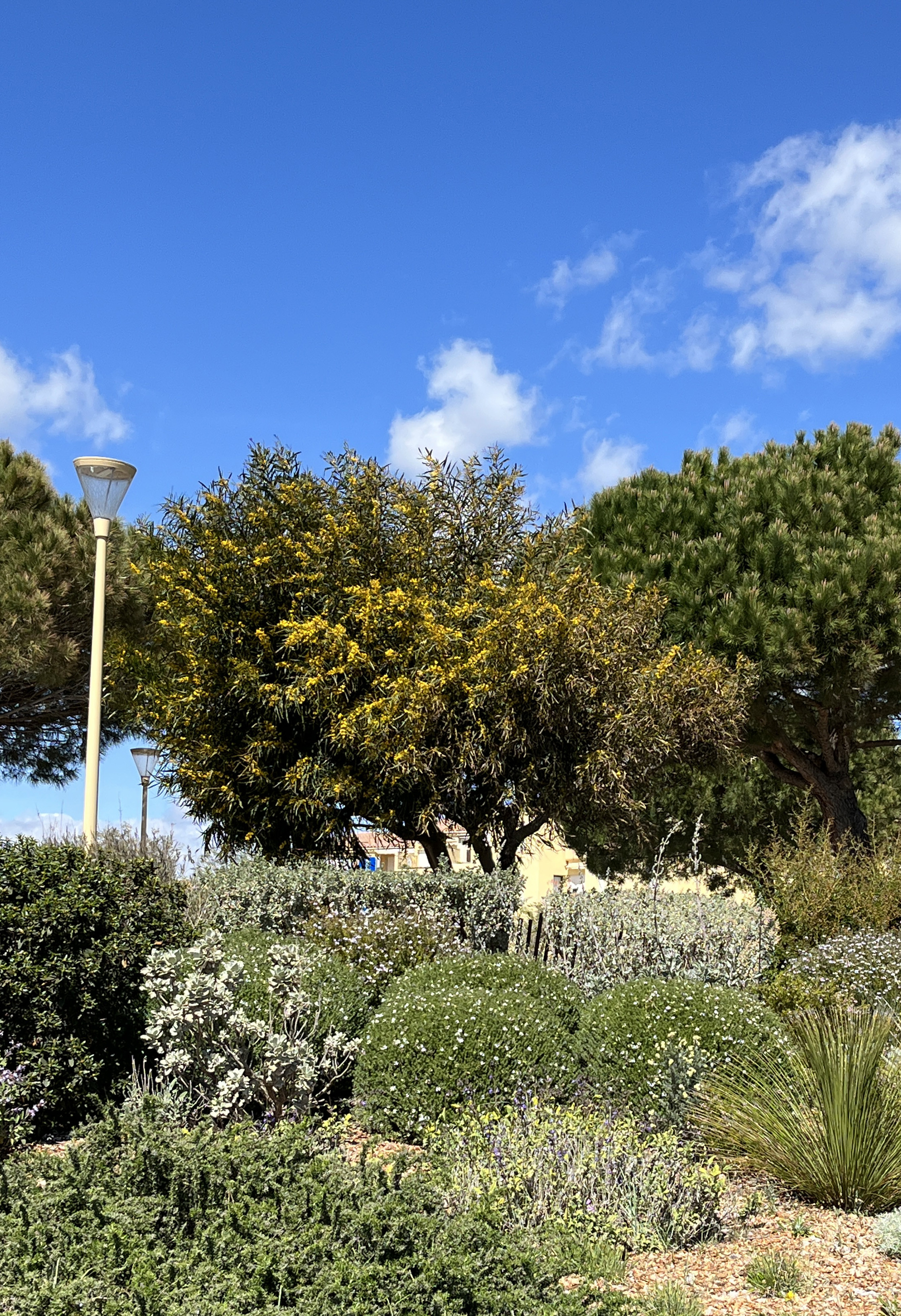 Acacia saligna syn. cyanophylla