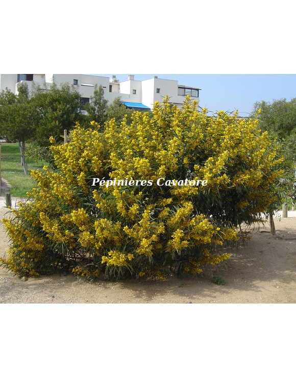 Acacia saligna syn. cyanophylla