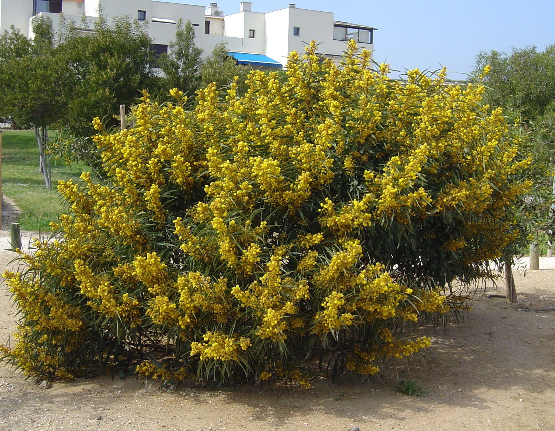 Acacia saligna syn. cyanophylla