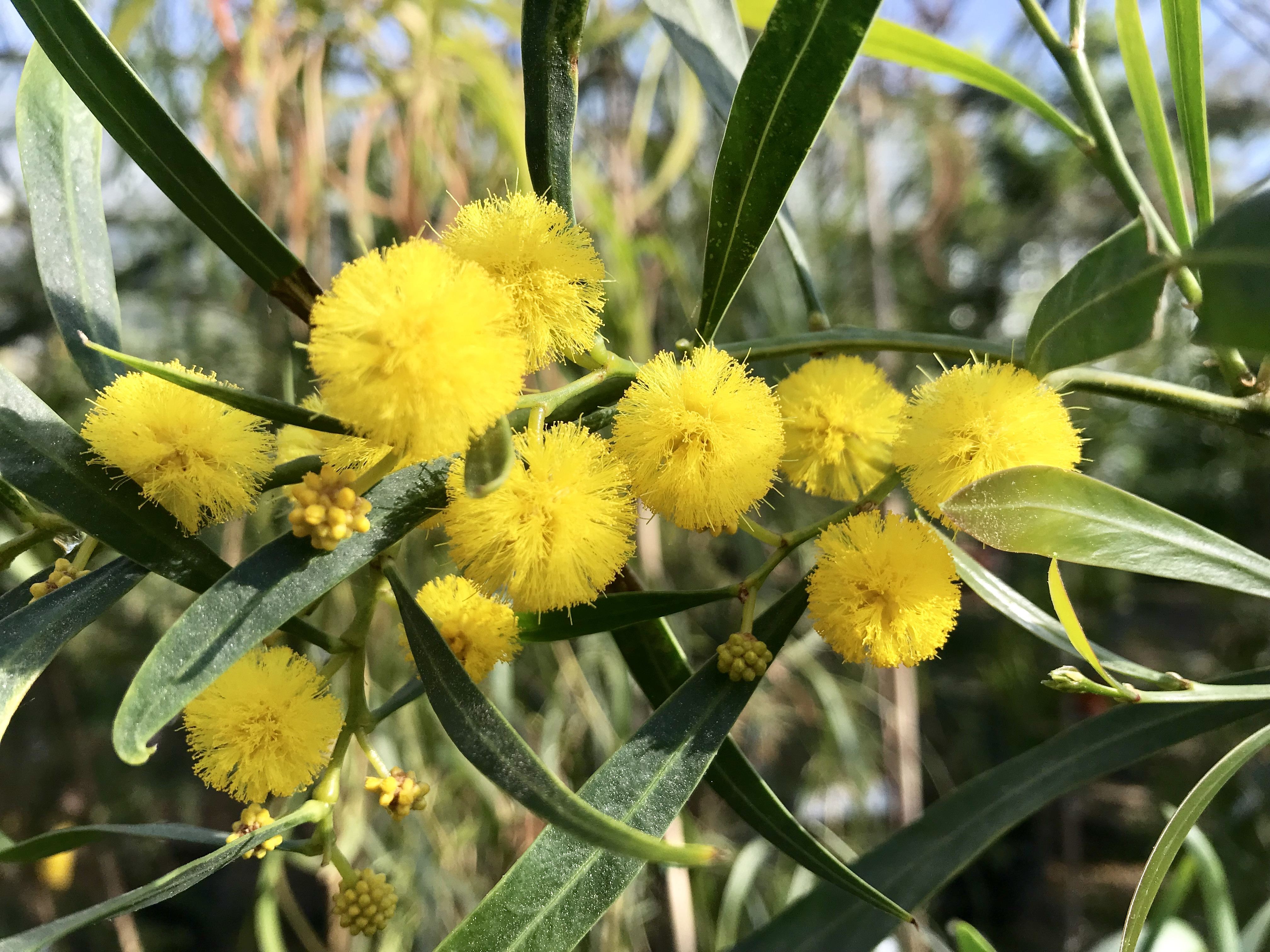 Acacia saligna syn. cyanophylla