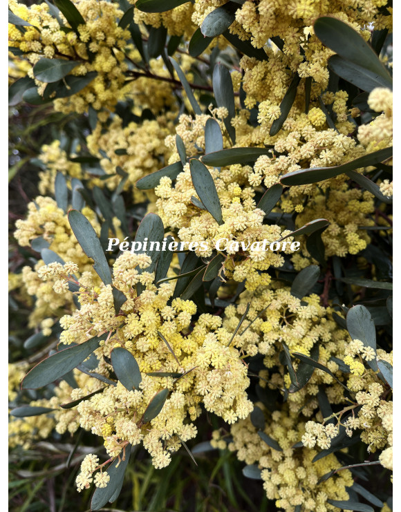 Acacia retinodes 'Glauca'