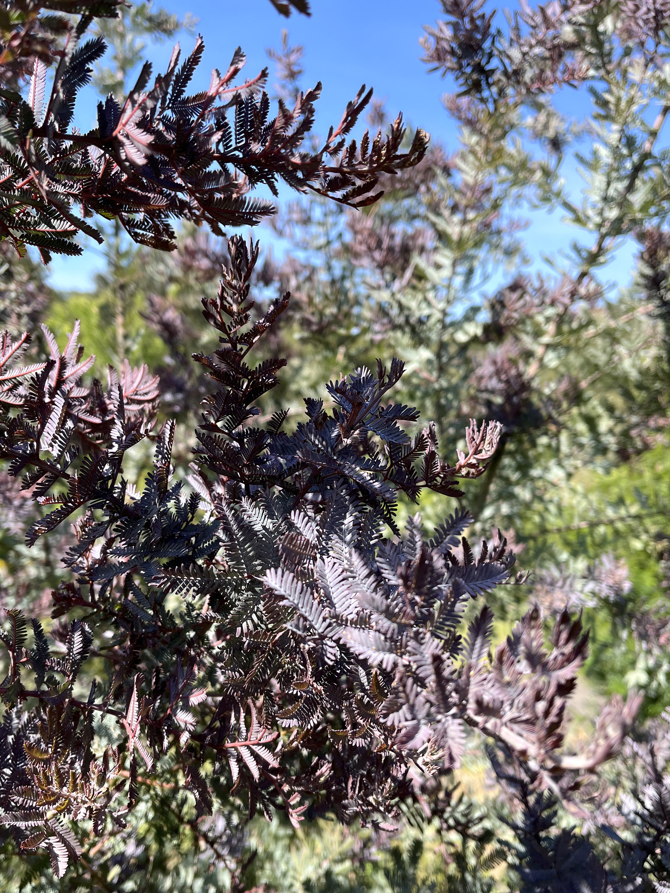 Acacia baileyana var. purpurea