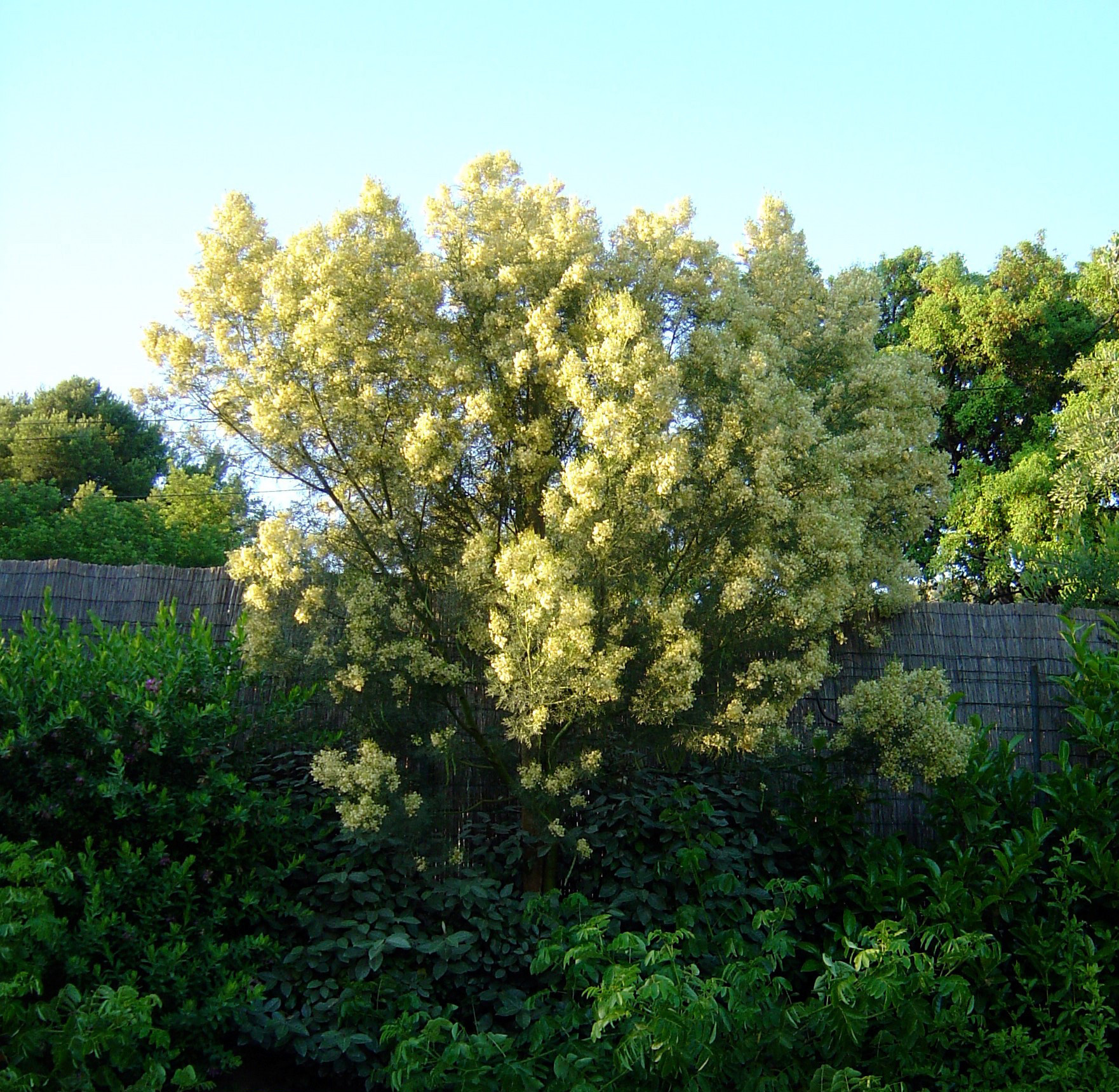 Acacia muelleriana