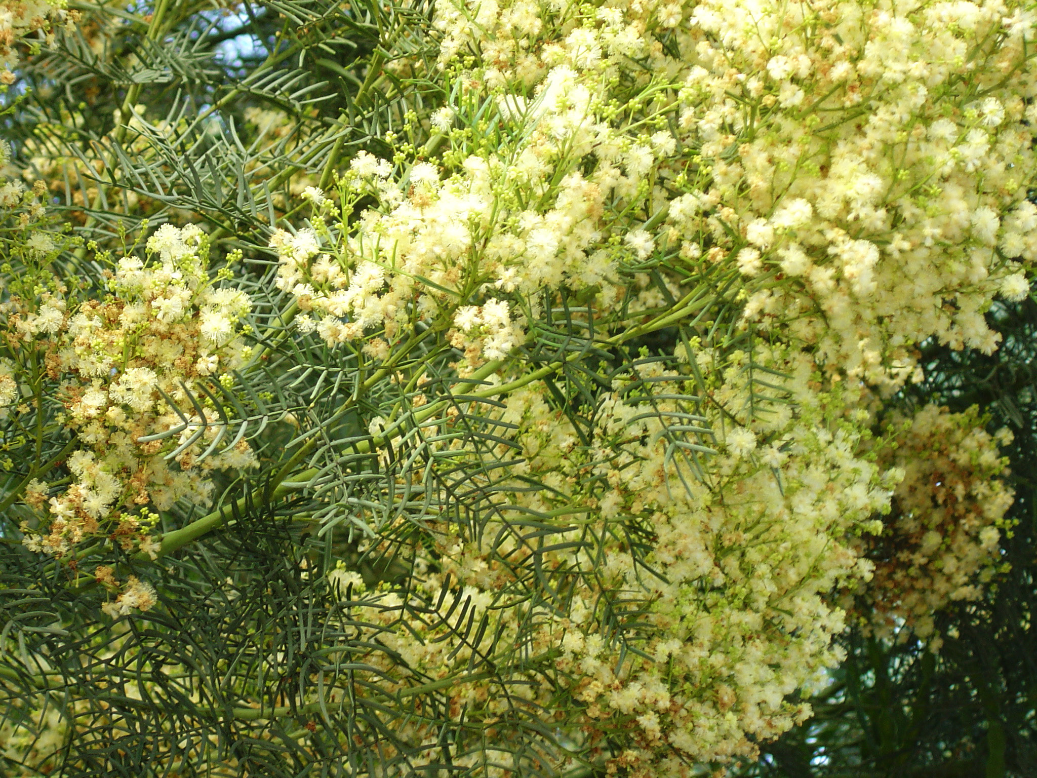 Acacia muelleriana