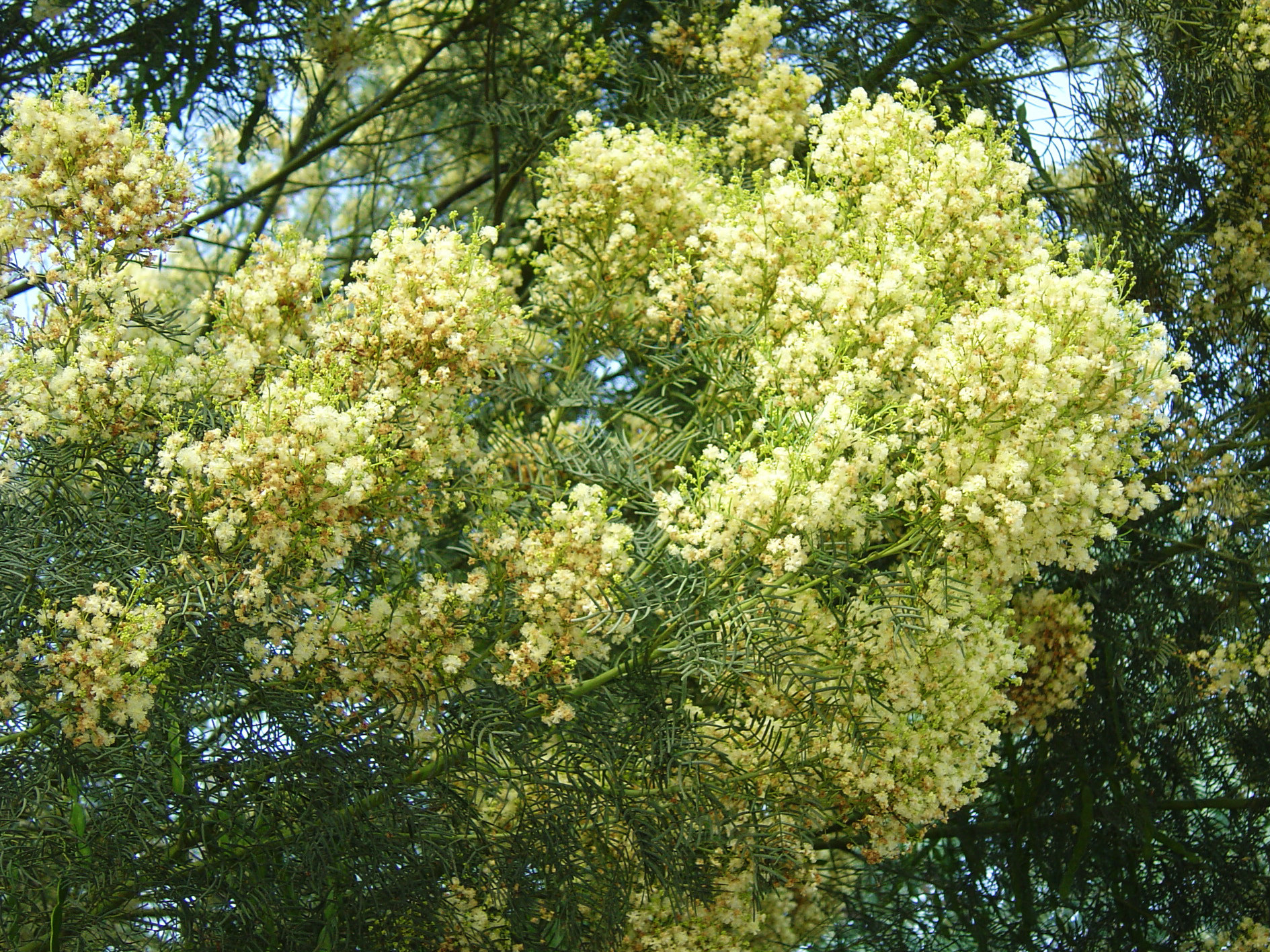 Acacia muelleriana