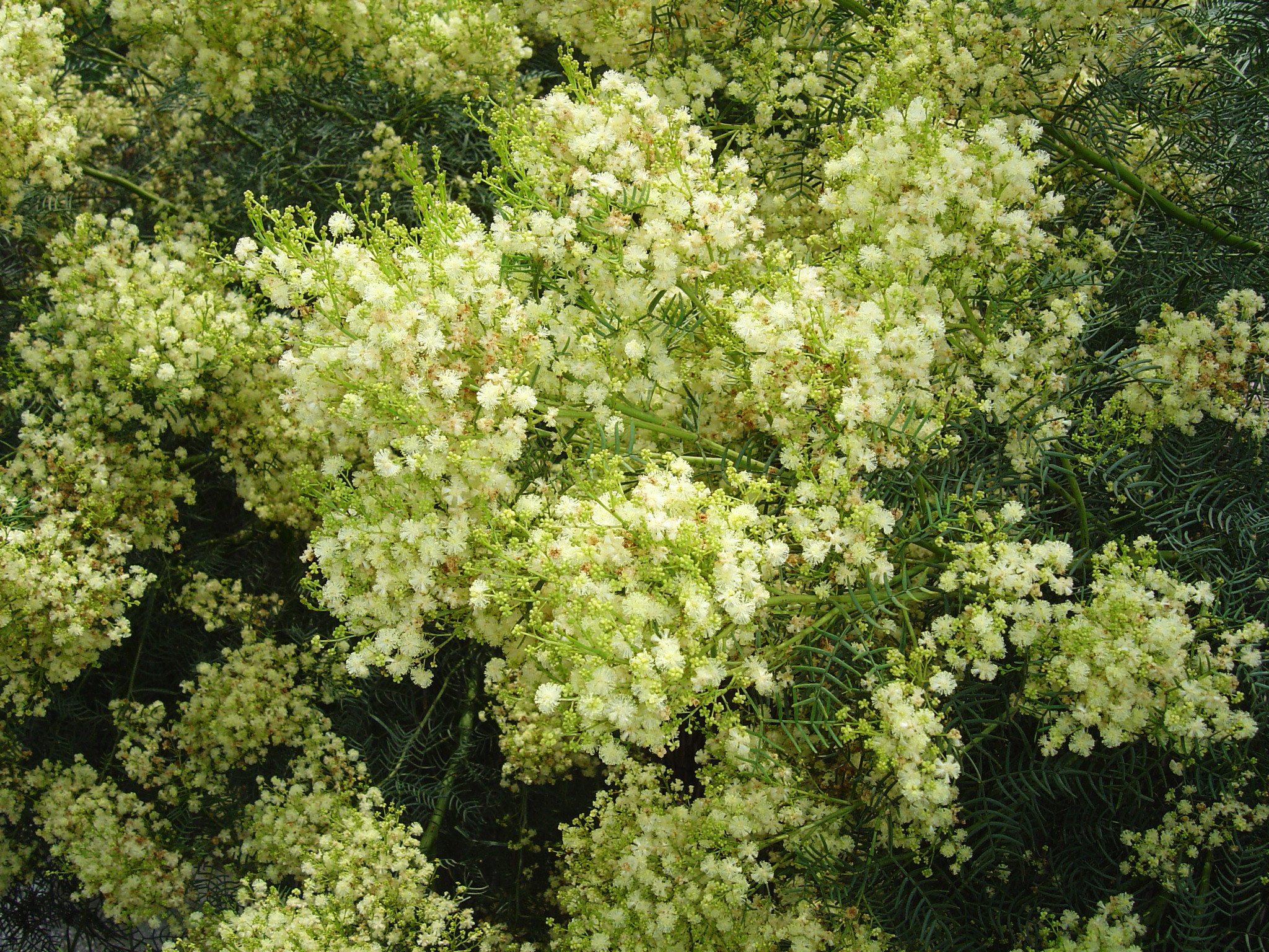 Acacia muelleriana