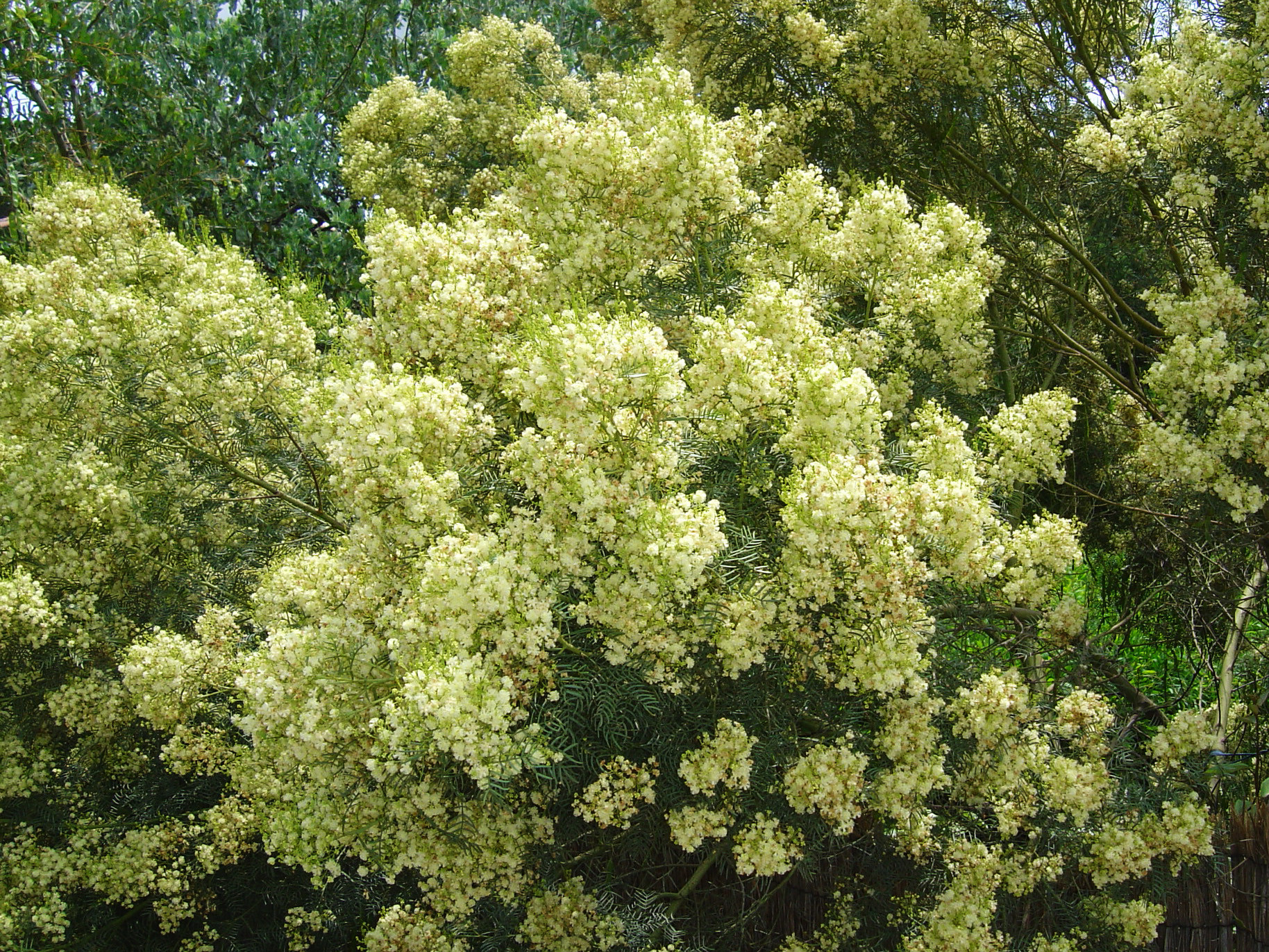 Acacia muelleriana