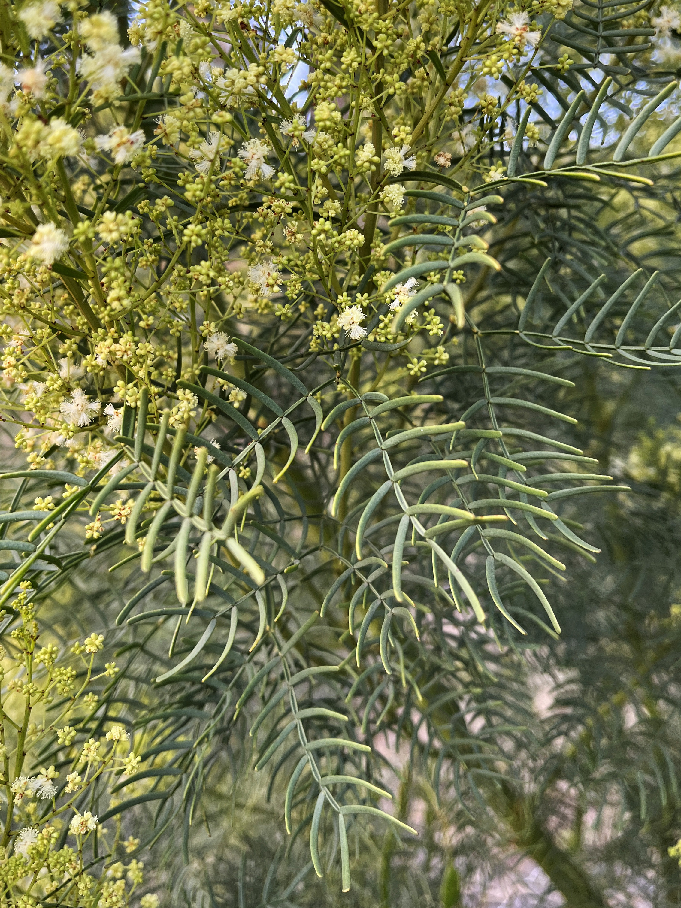 Acacia muelleriana