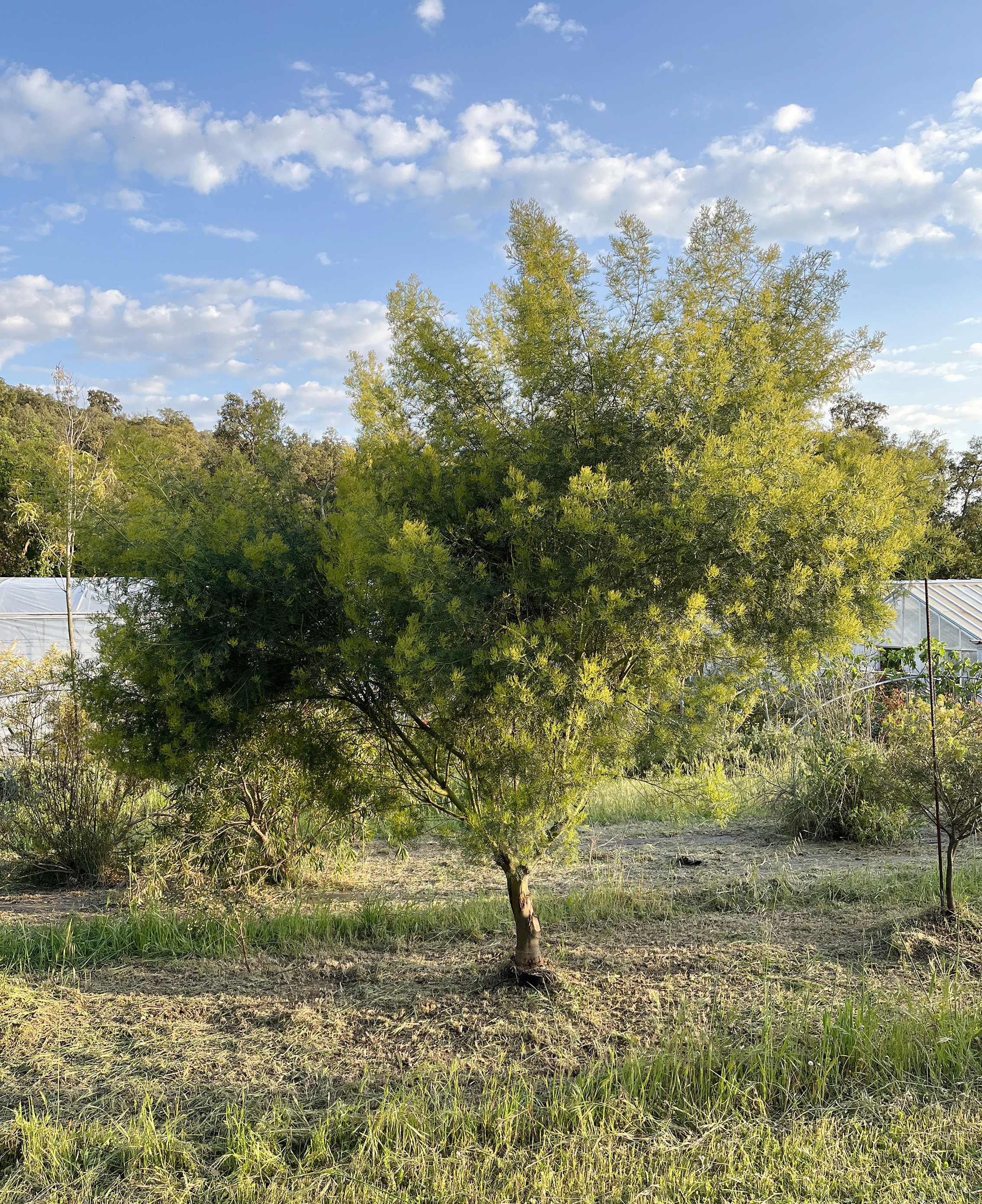 Acacia muelleriana