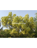 Acacia muelleriana