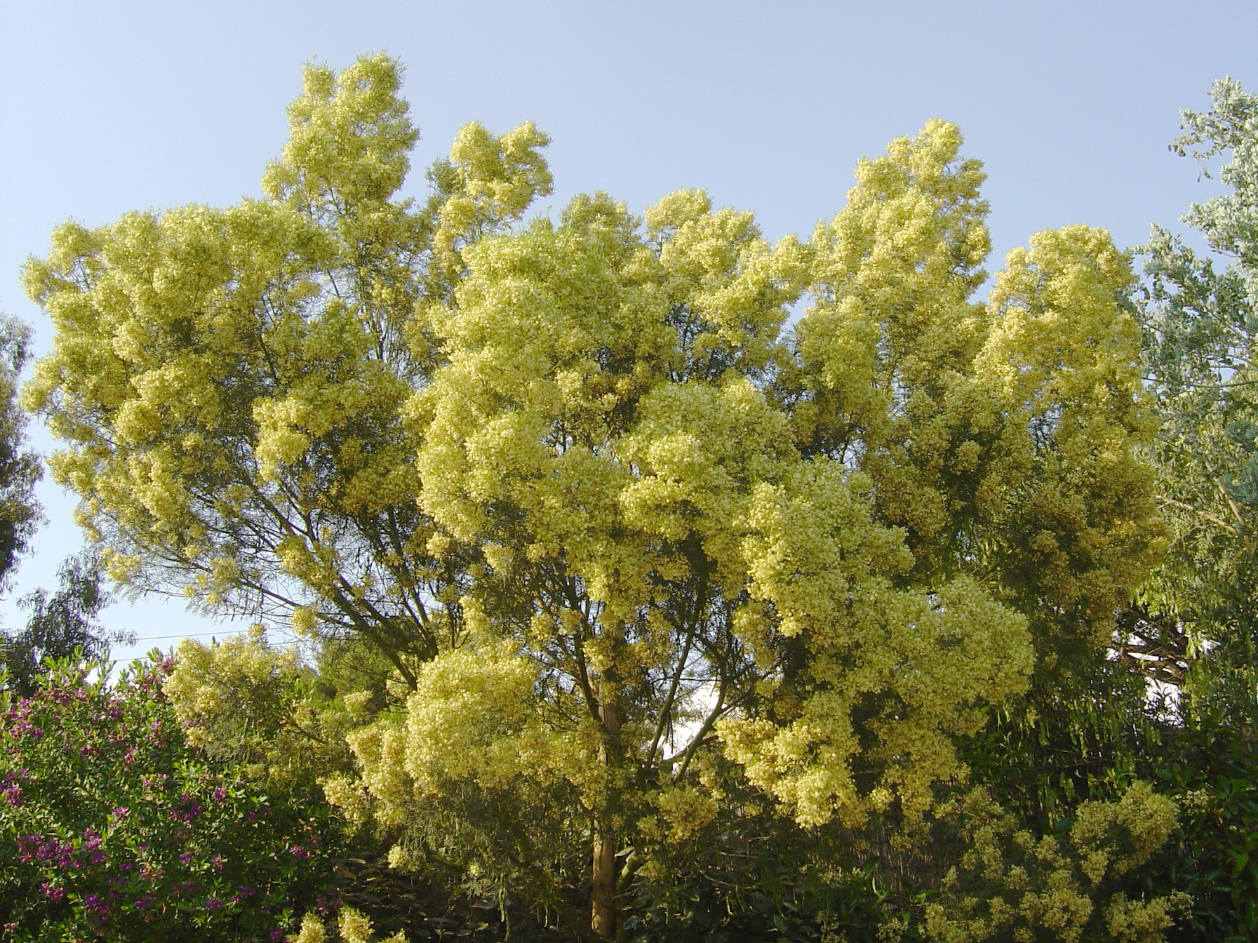 Acacia muelleriana