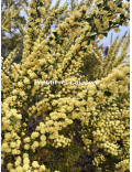 Acacia littorea