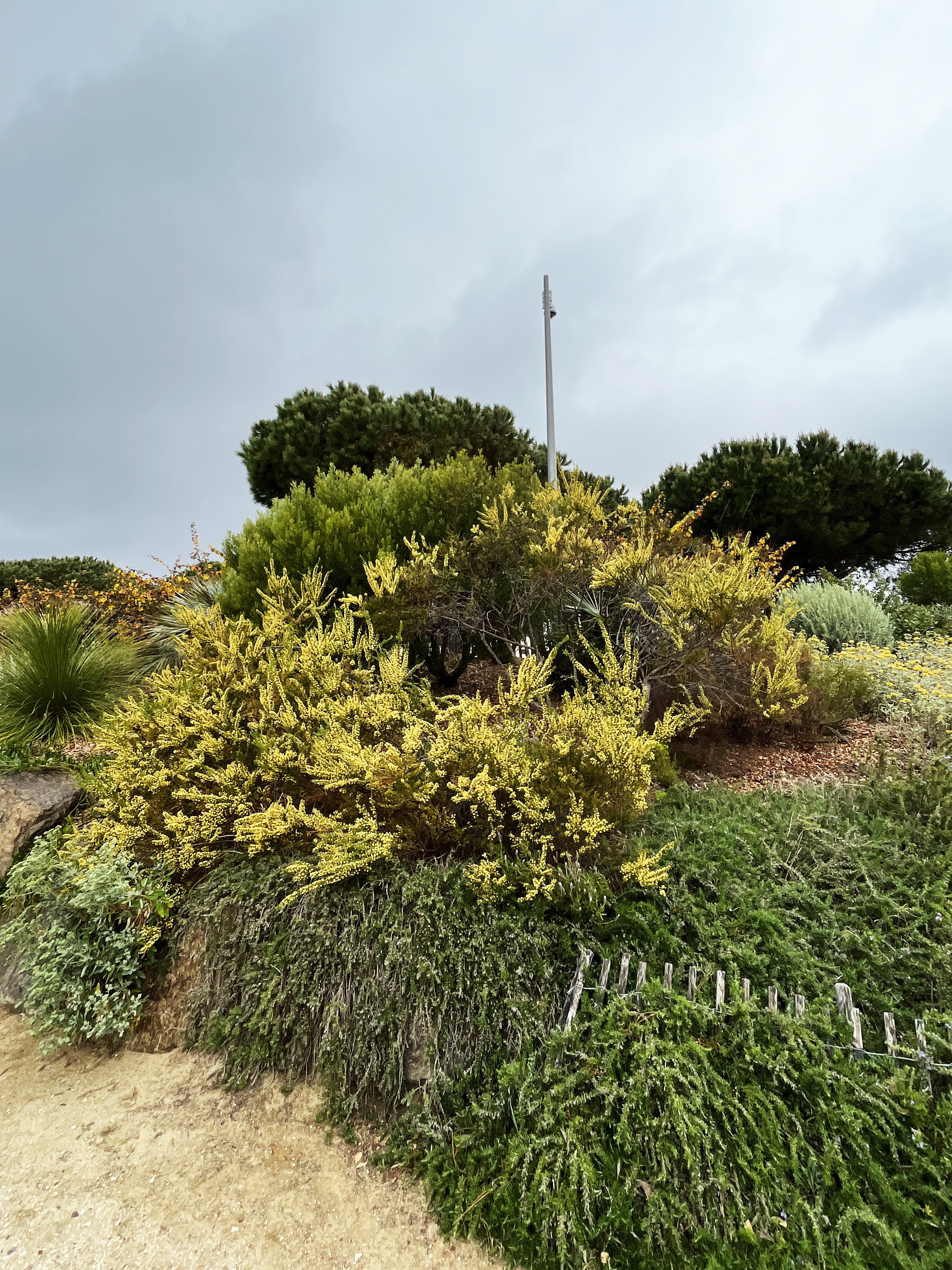 Acacia littorea