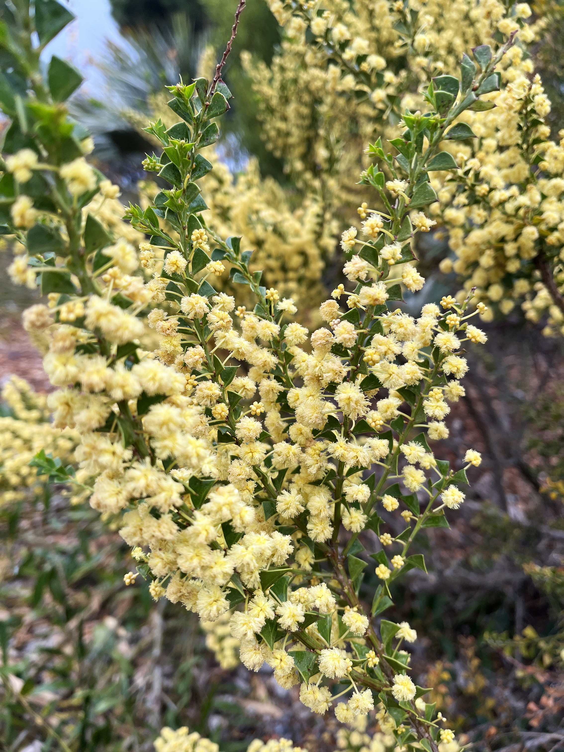 Acacia littorea