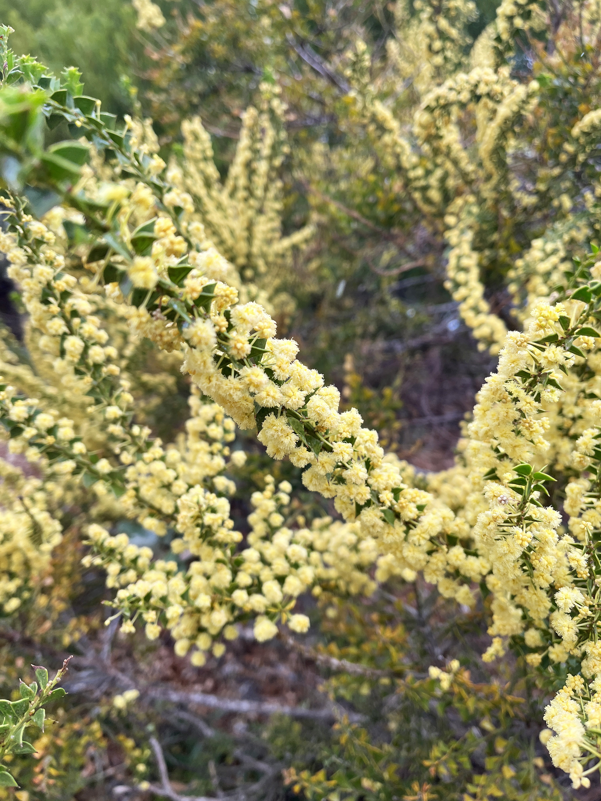 Acacia littorea