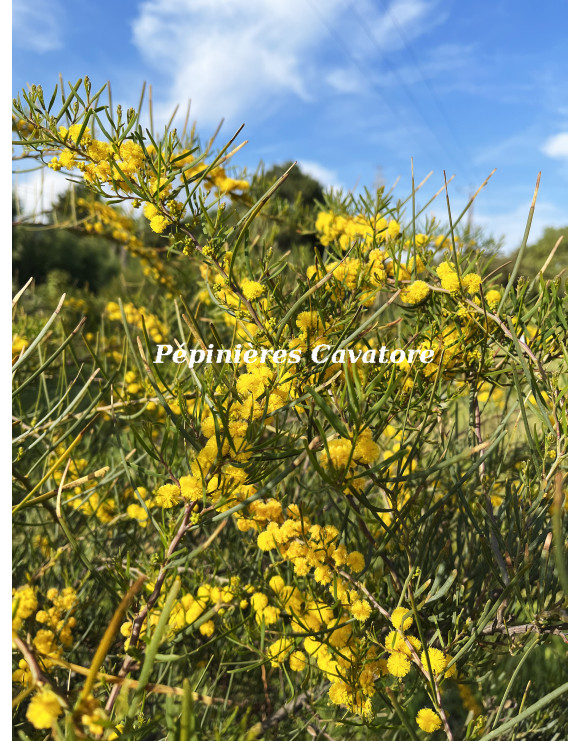 Acacia cupularis