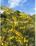 Acacia cupularis