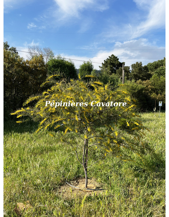 Acacia cupularis