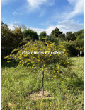 Acacia cupularis