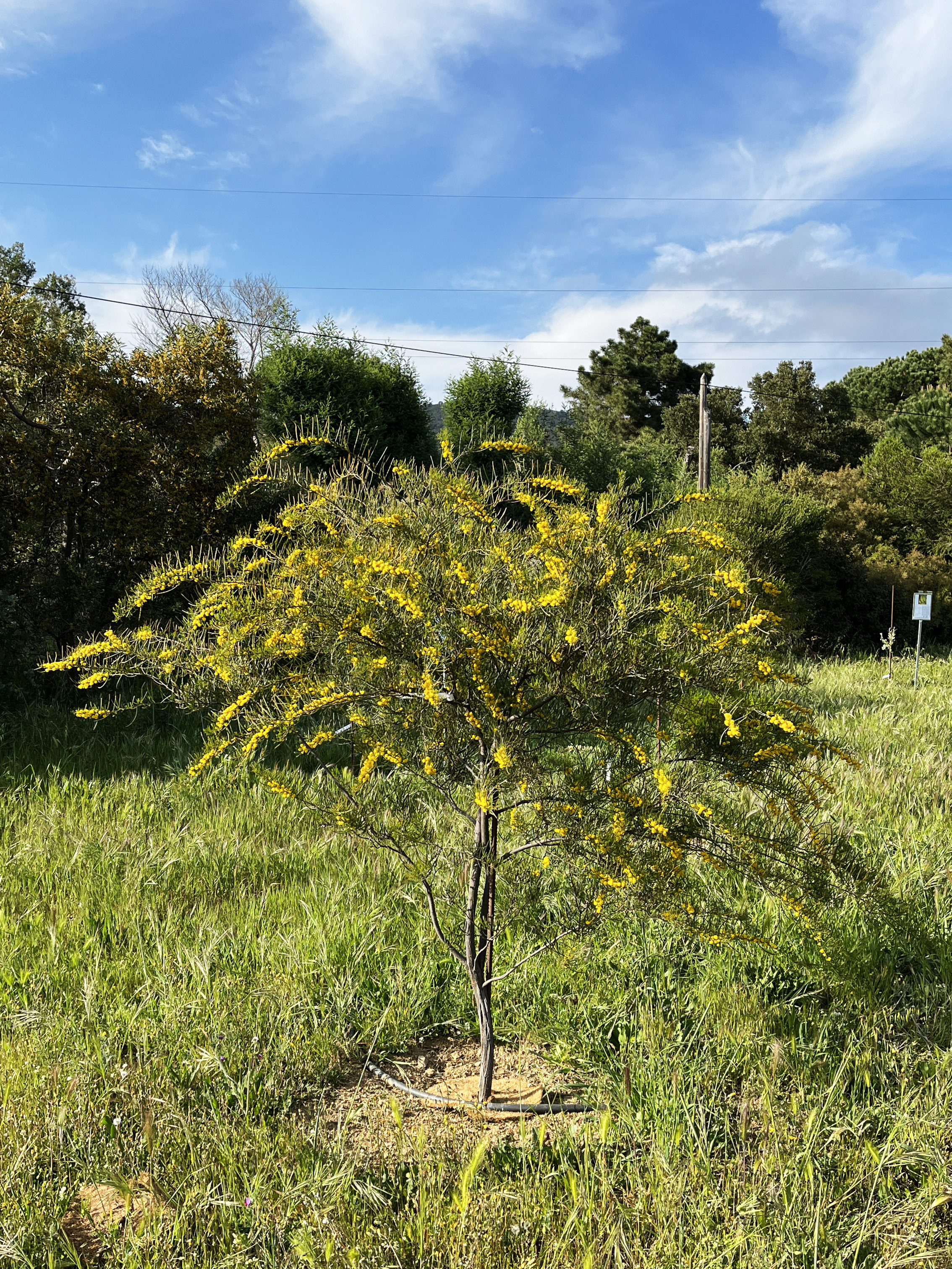 Acacia cupularis