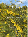 Acacia cupularis