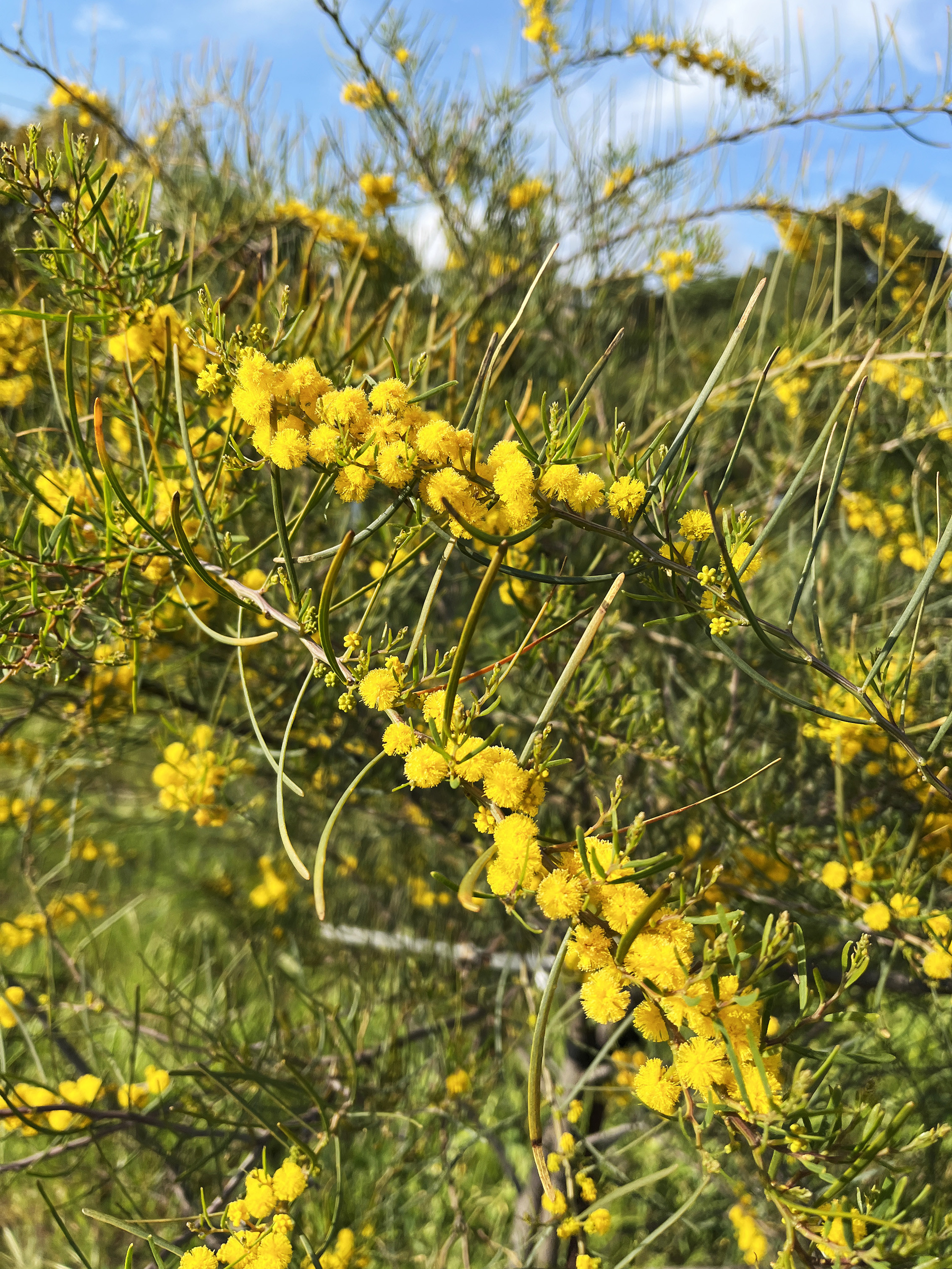 Acacia cupularis