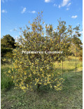 Acacia retinodes 'Glauca'