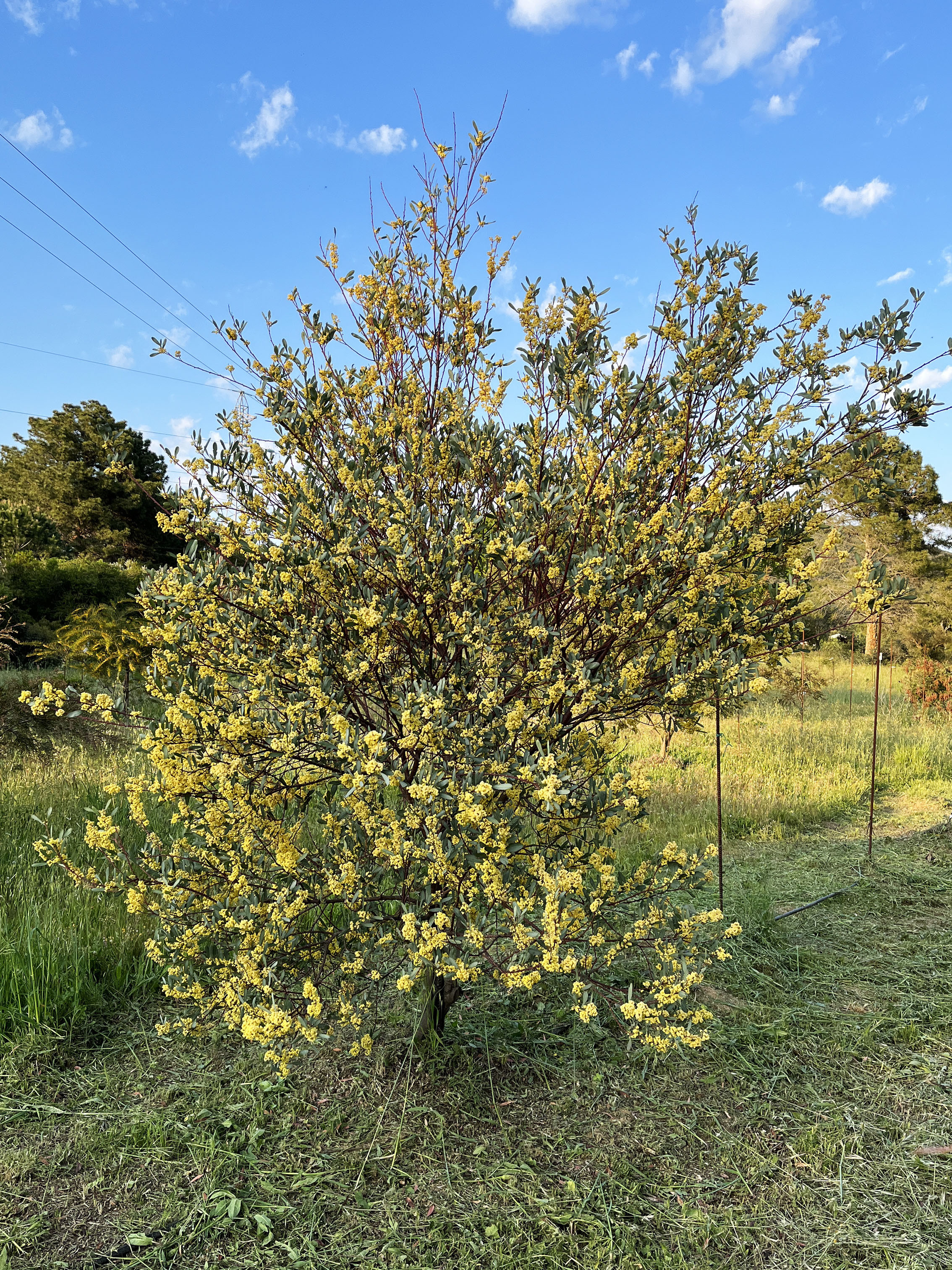 Acacia retinodes 'Glauca'