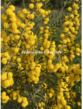 Acacia consobrina