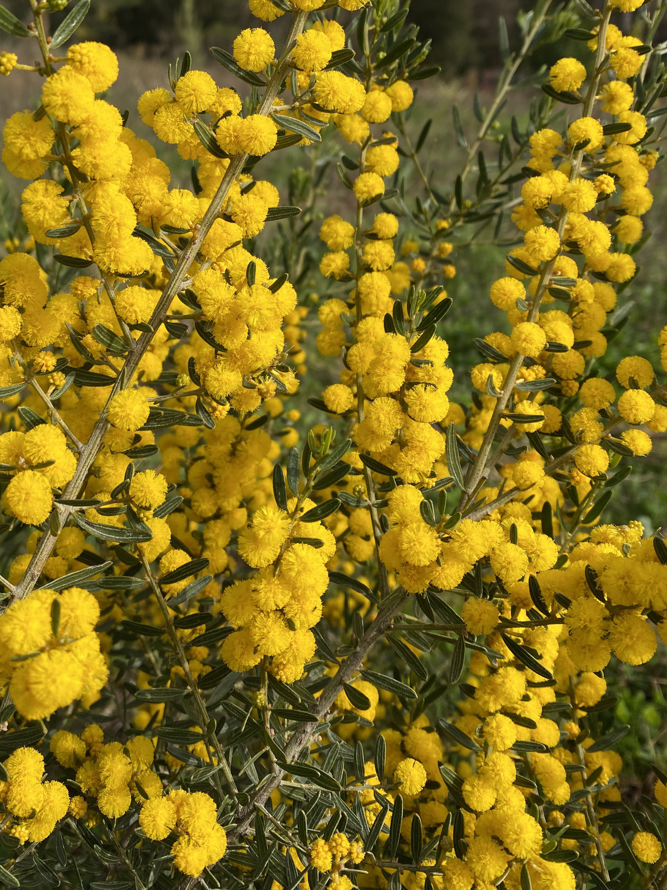 Acacia consobrina