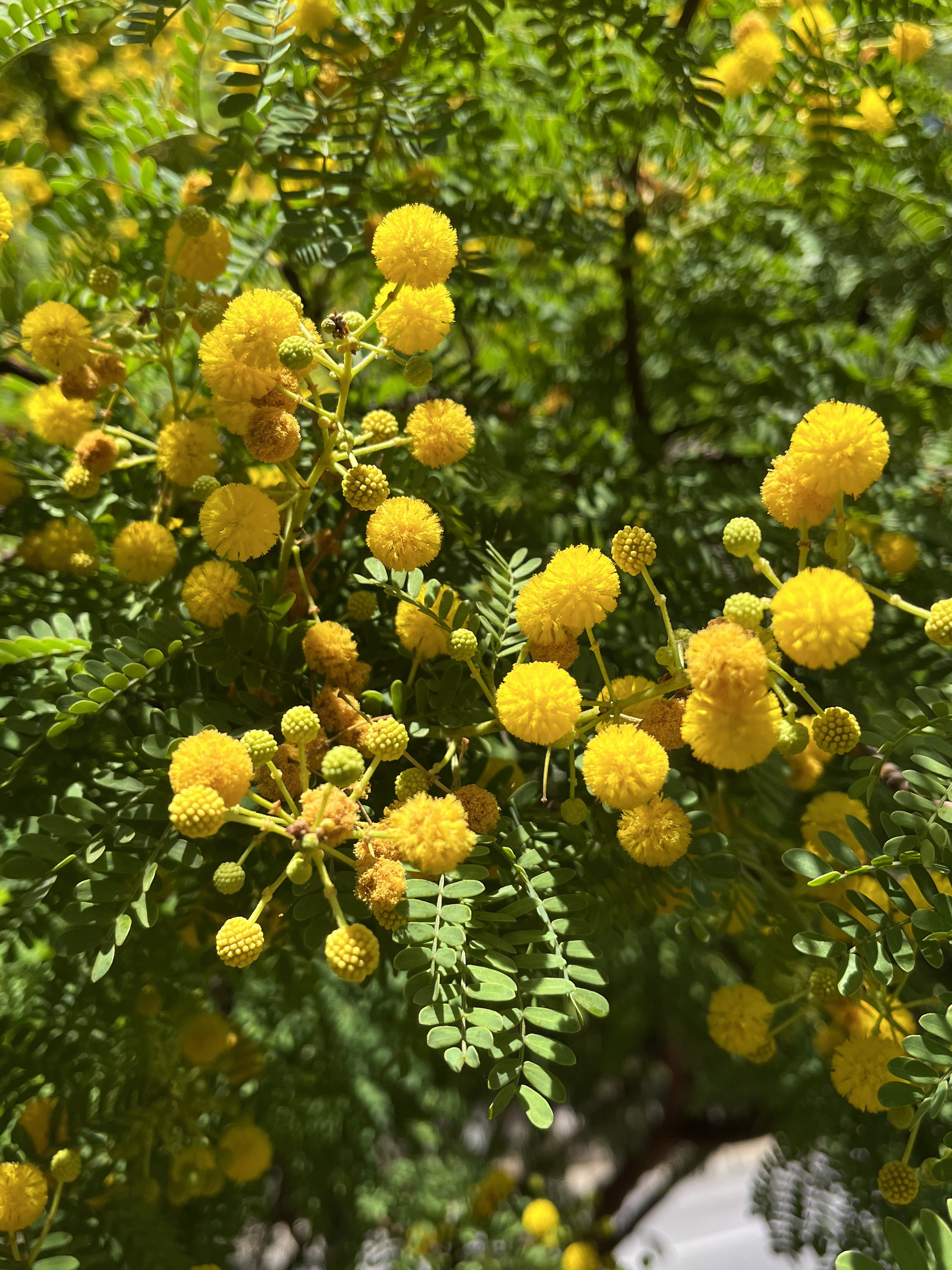 Acacia seyal