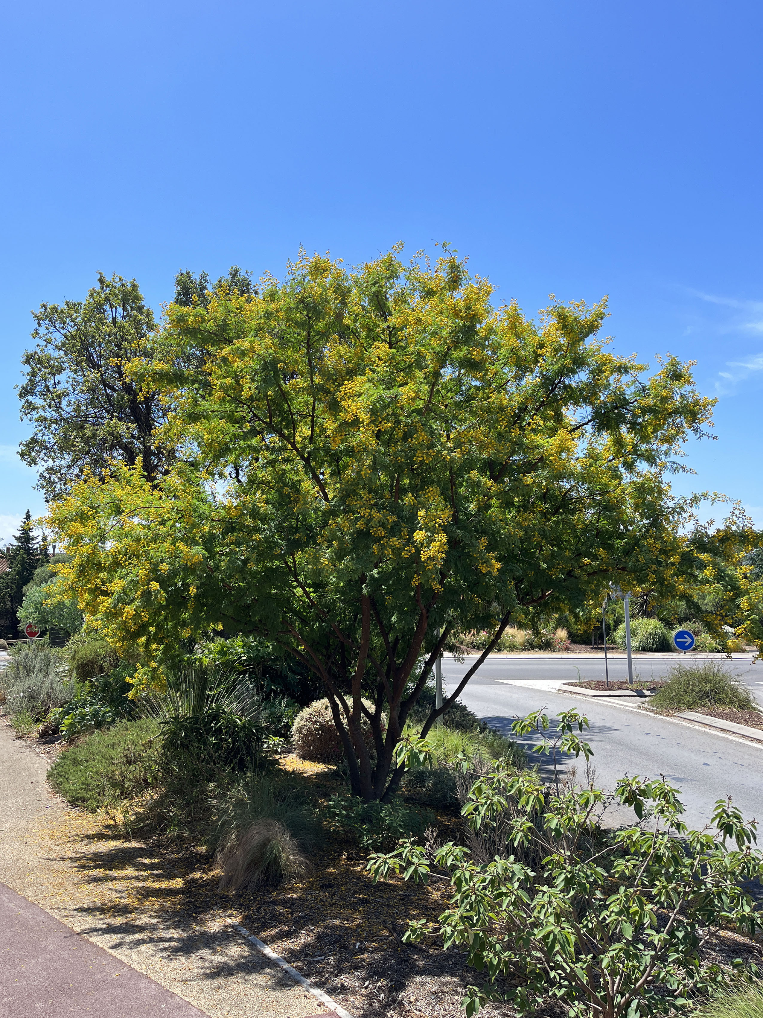 Acacia seyal