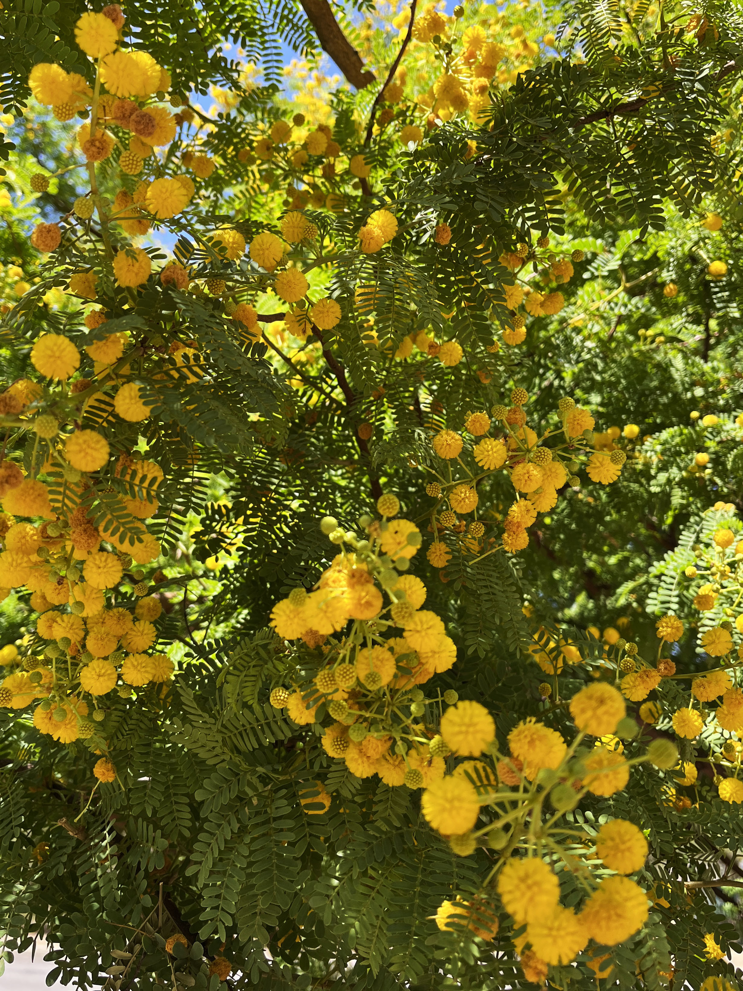 Acacia seyal