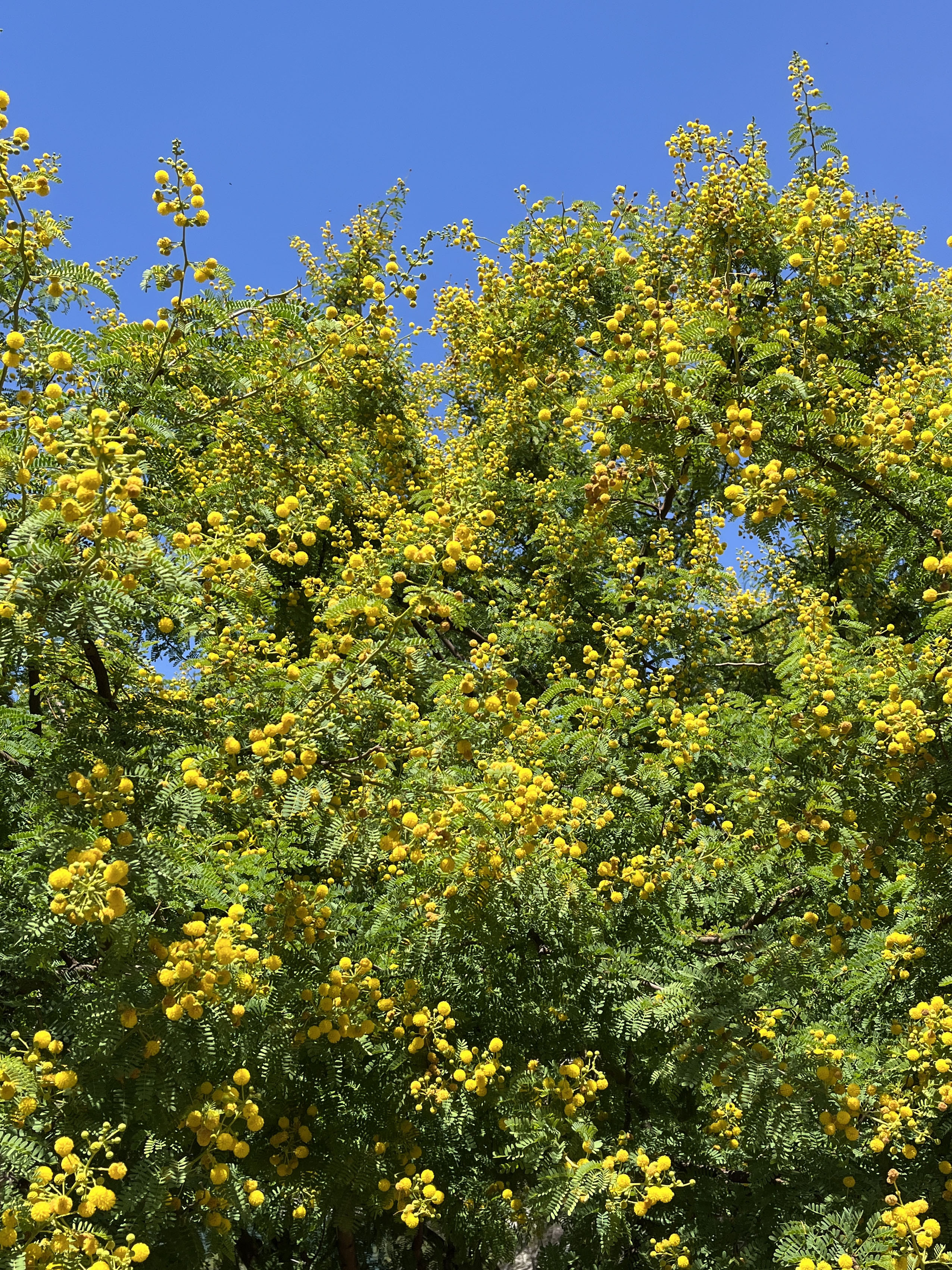 Acacia seyal