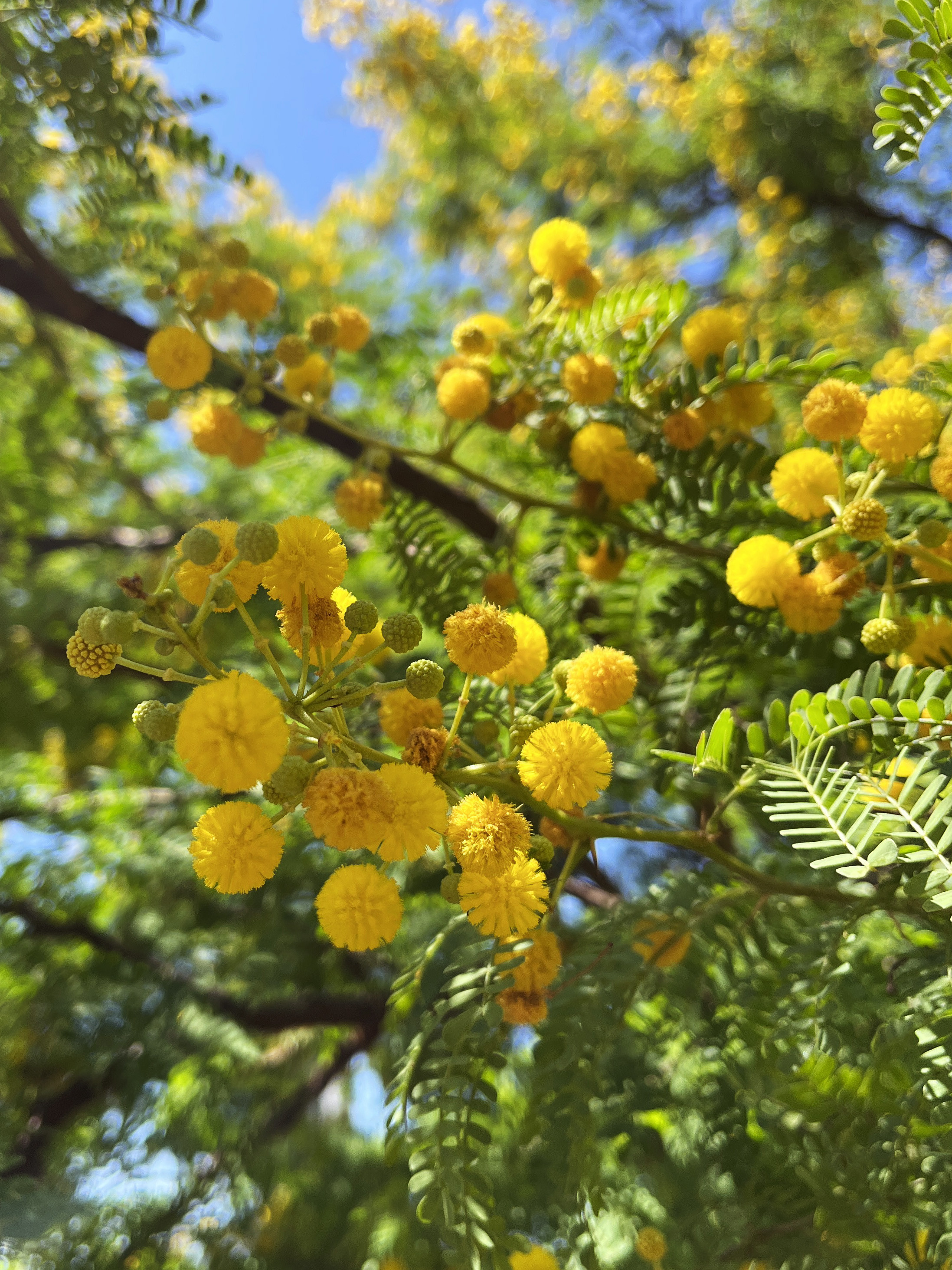 Acacia seyal