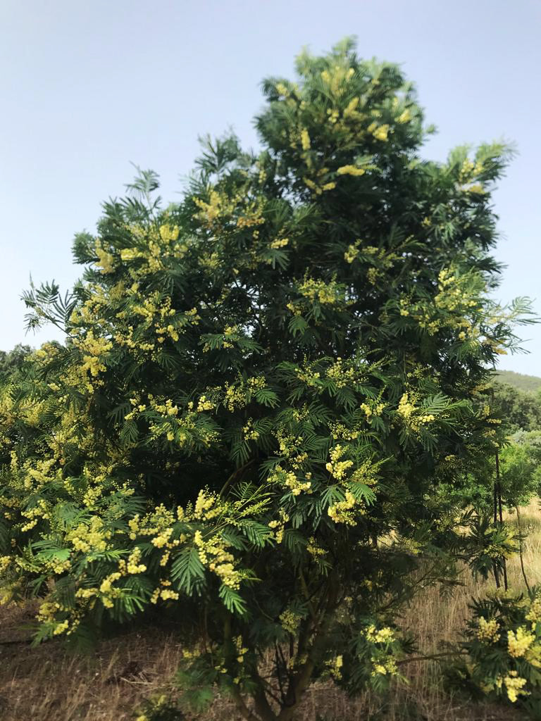 Acacia parramattensis
