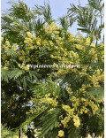 Acacia parramattensis