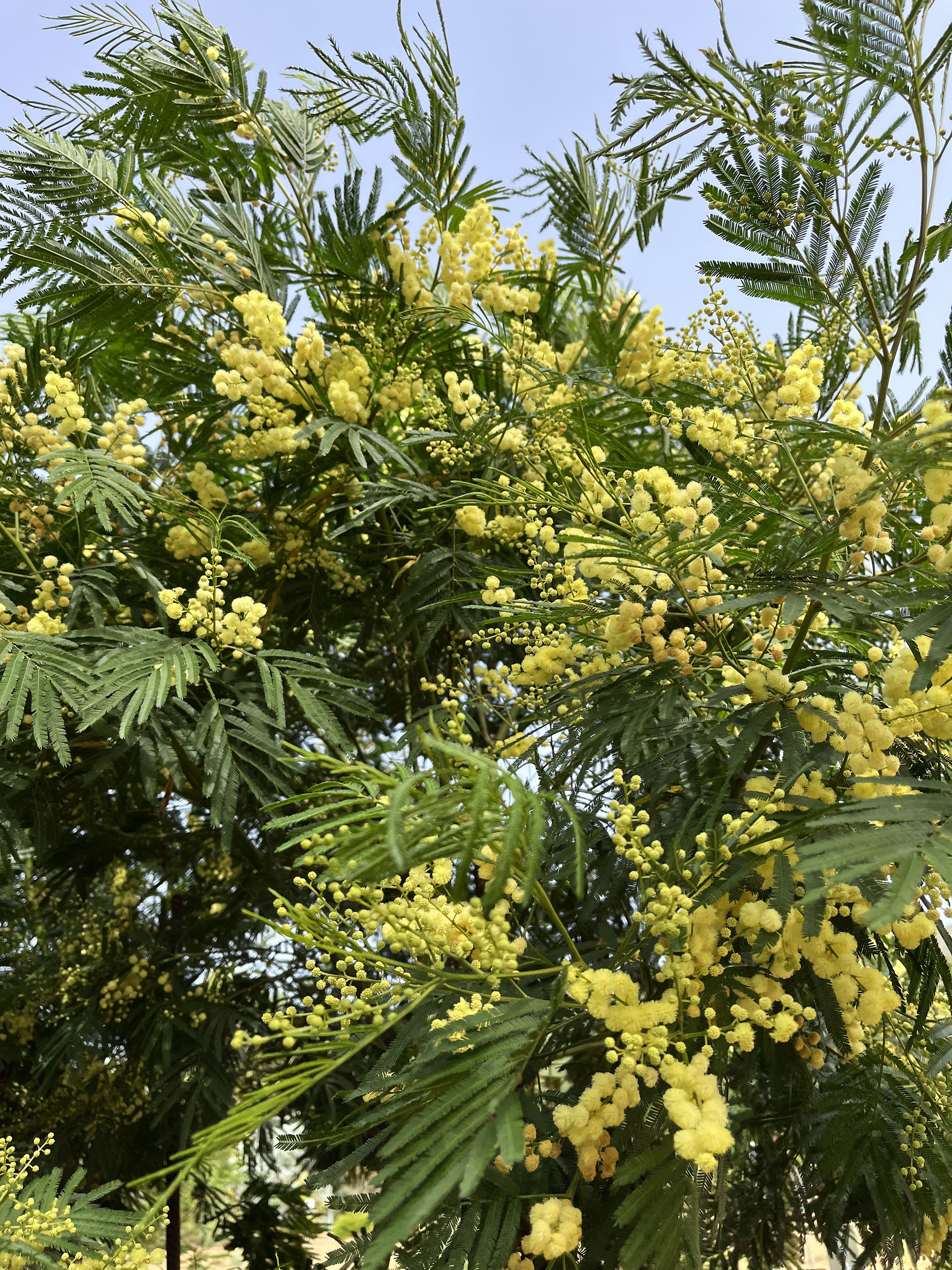 Acacia parramattensis