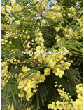 Acacia parramattensis