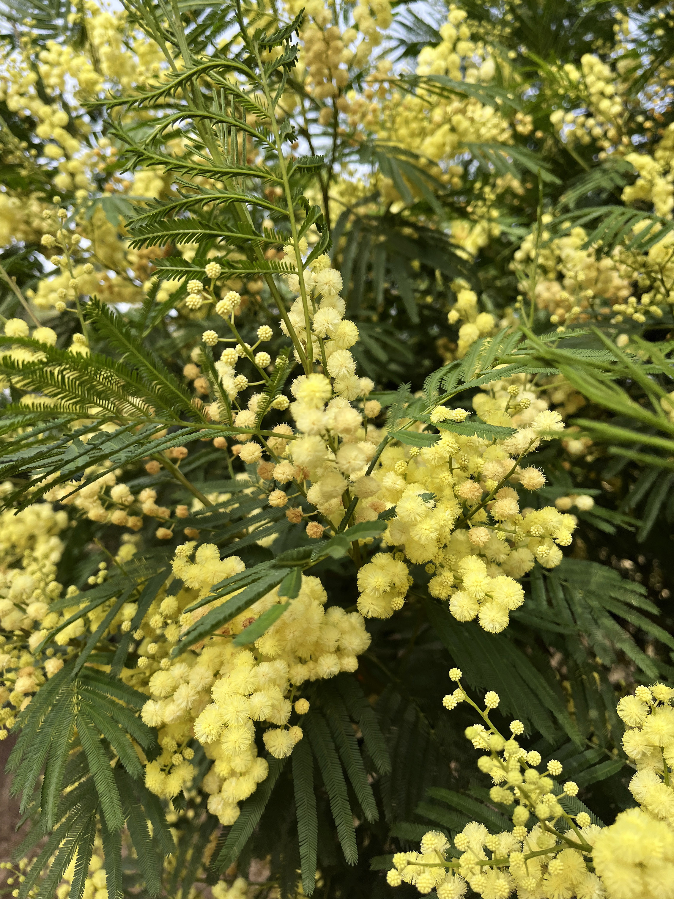 Acacia parramattensis