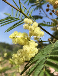 Acacia parramattensis