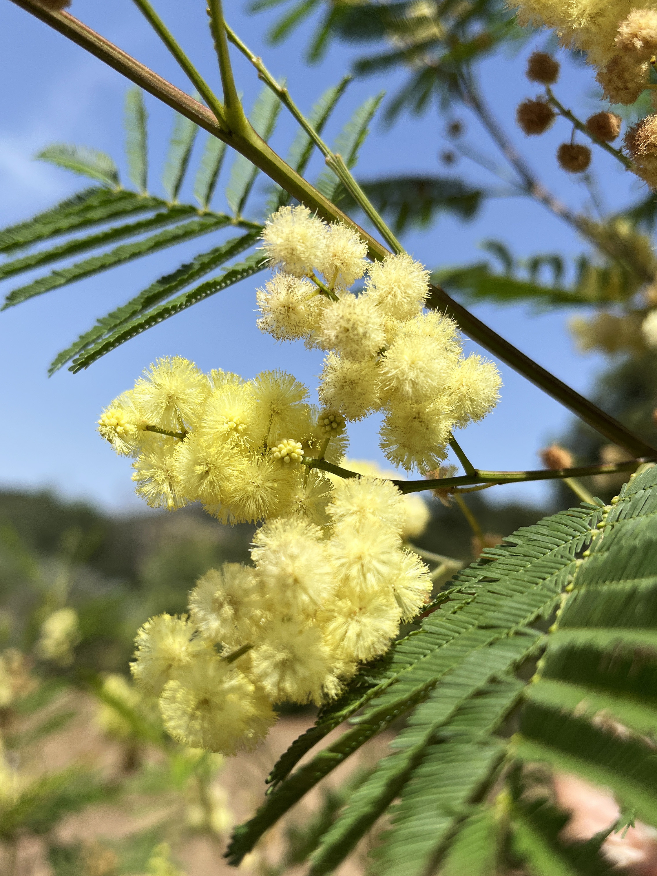 Acacia parramattensis