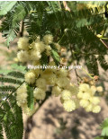 Acacia parramattensis