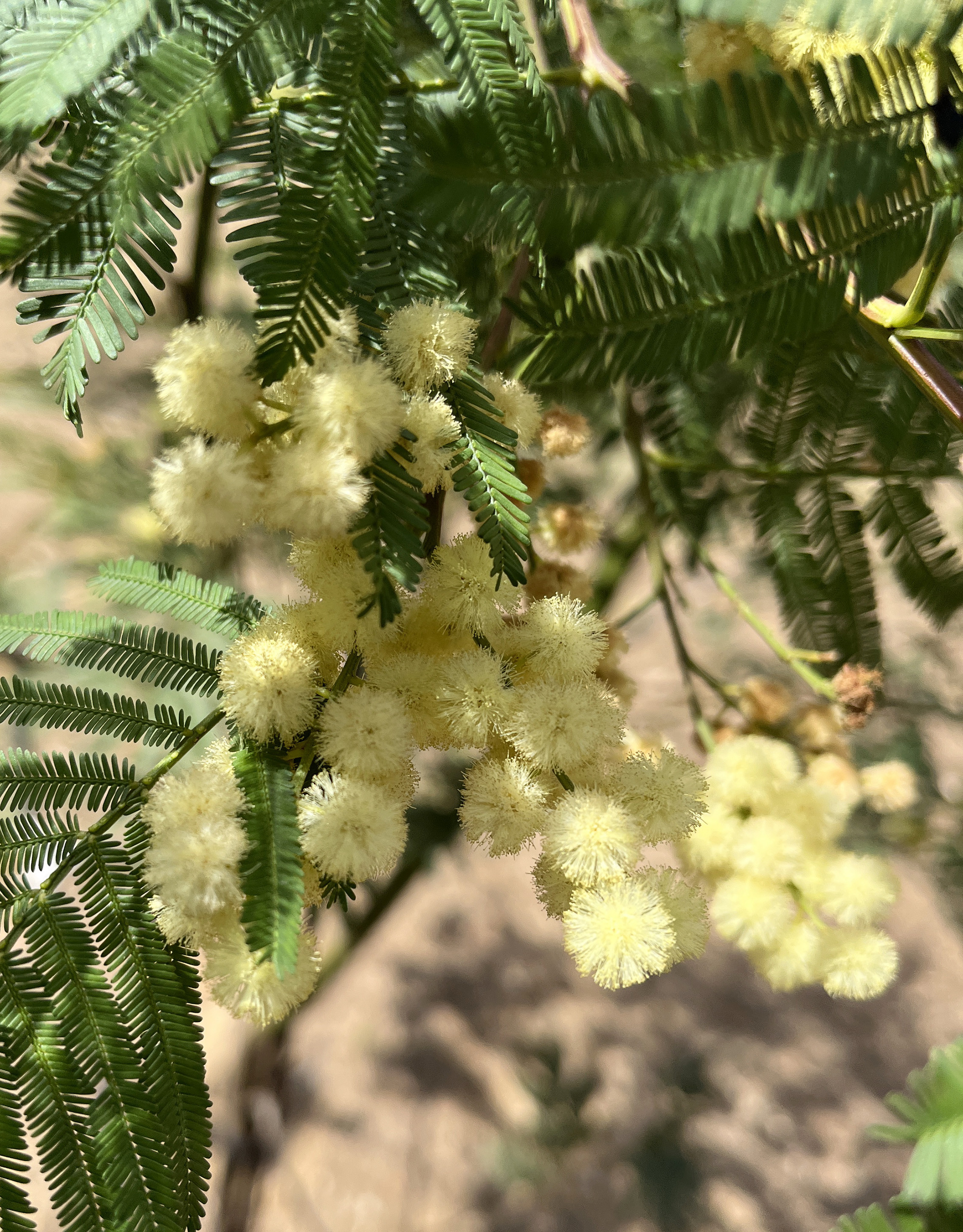 Acacia parramattensis