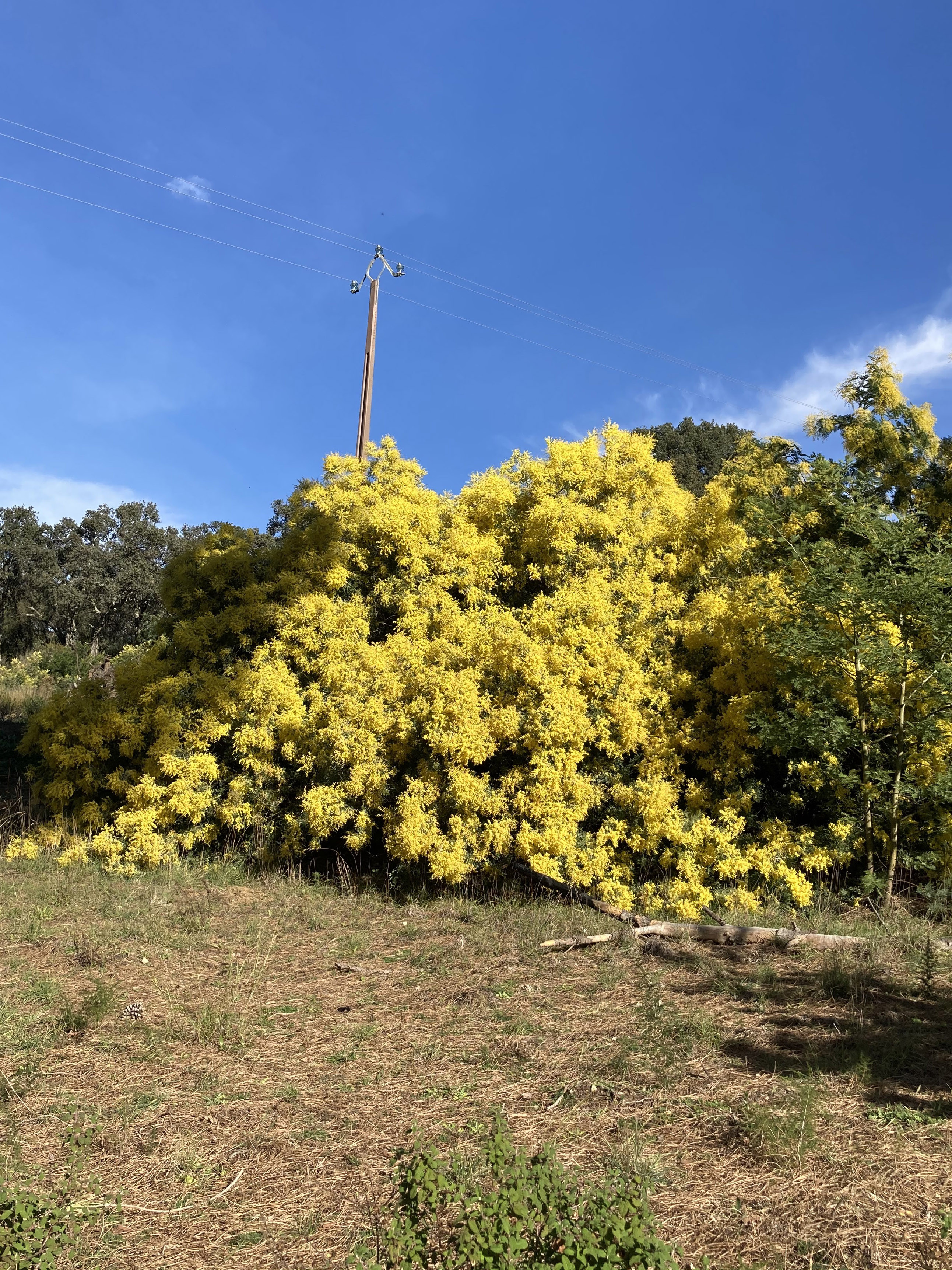 Acacia hanburyana