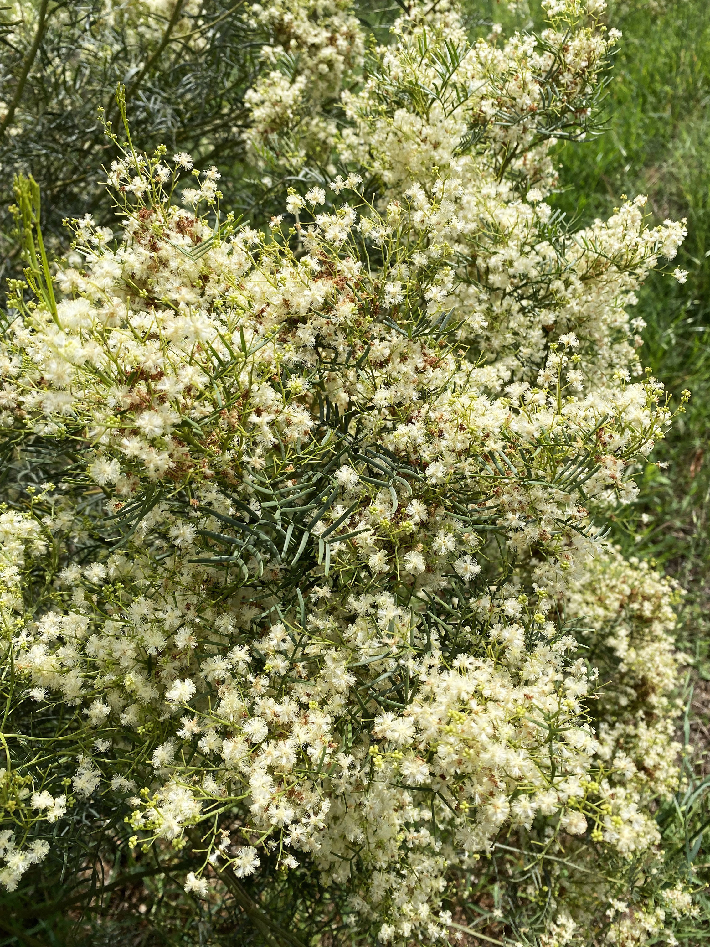 Acacia muelleriana